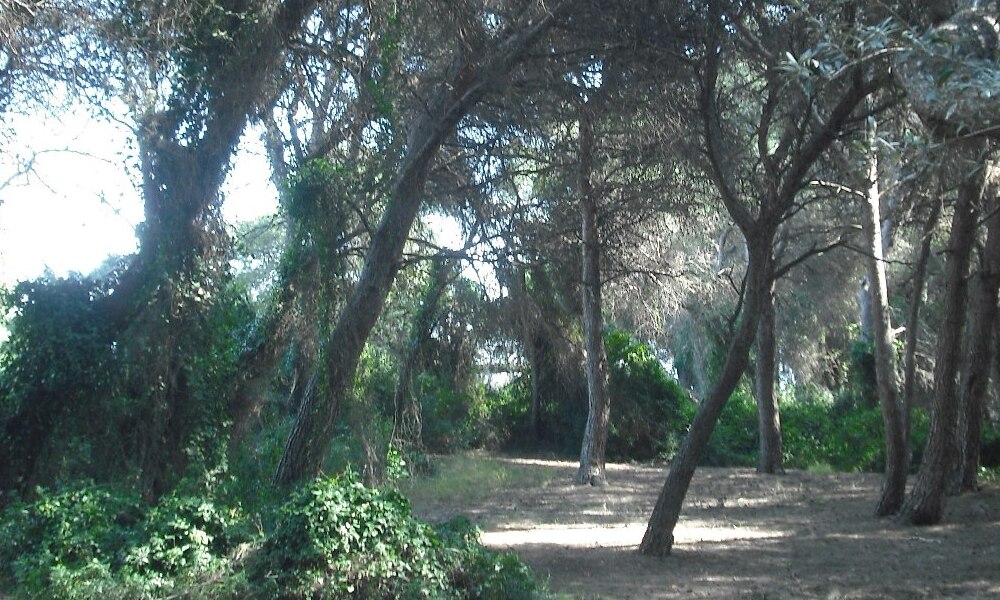 Salvaguardando la naturaleza de la Devesa de El Saler frente a la amenaza de incendios